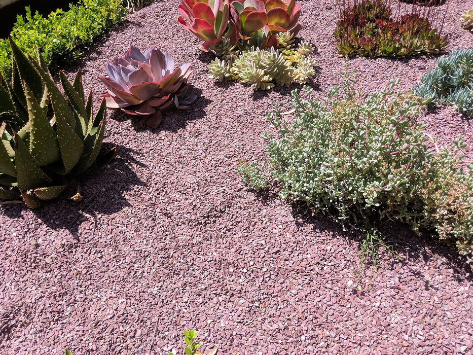 "Red Breeze used in a vibrant xeriscape landscape"

